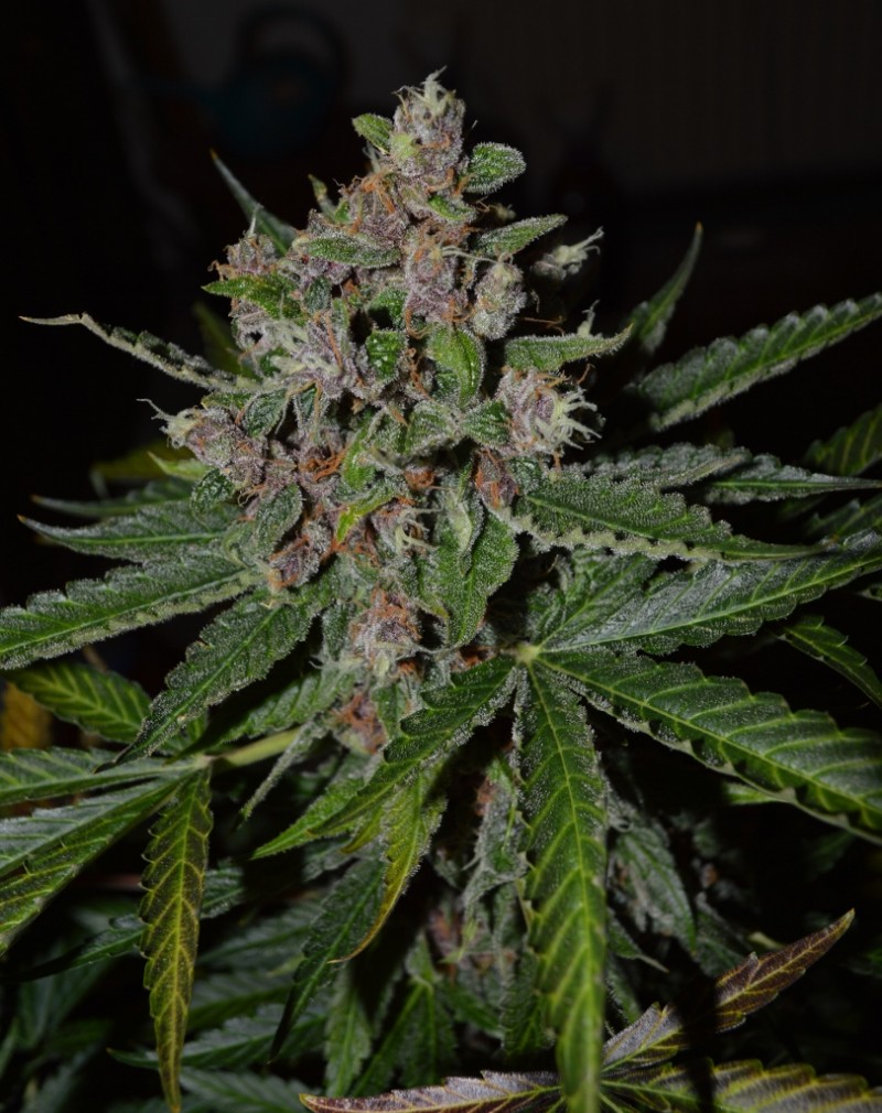 PurpleMoonRockz 44 days fl 13.10 (10) (811x1024)