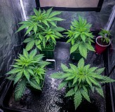 987964B2-6079-445A-8C78-C781EFD22D26