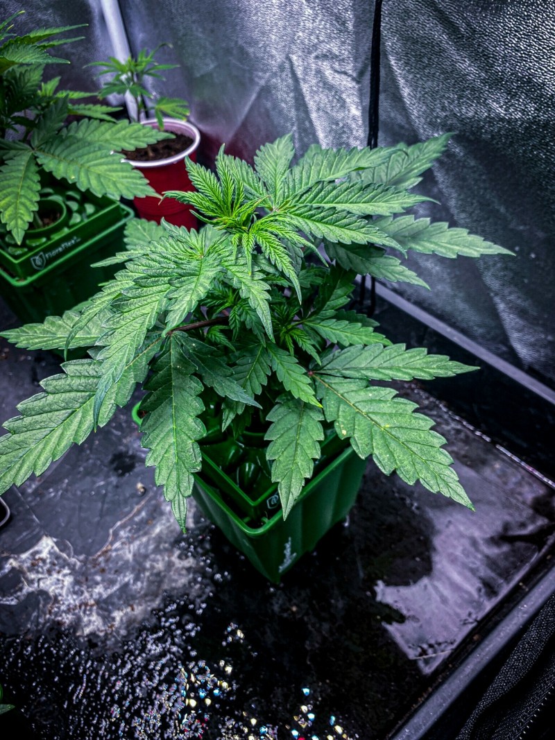 6C3ACDB4-C700-4B9C-9CF7-EF4405E11904