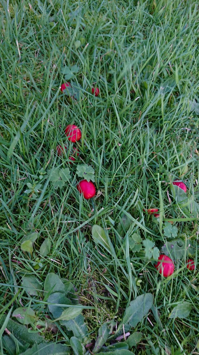 obscura1635697623646