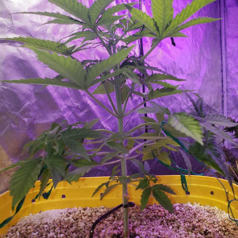 16358126260002240056381896740831