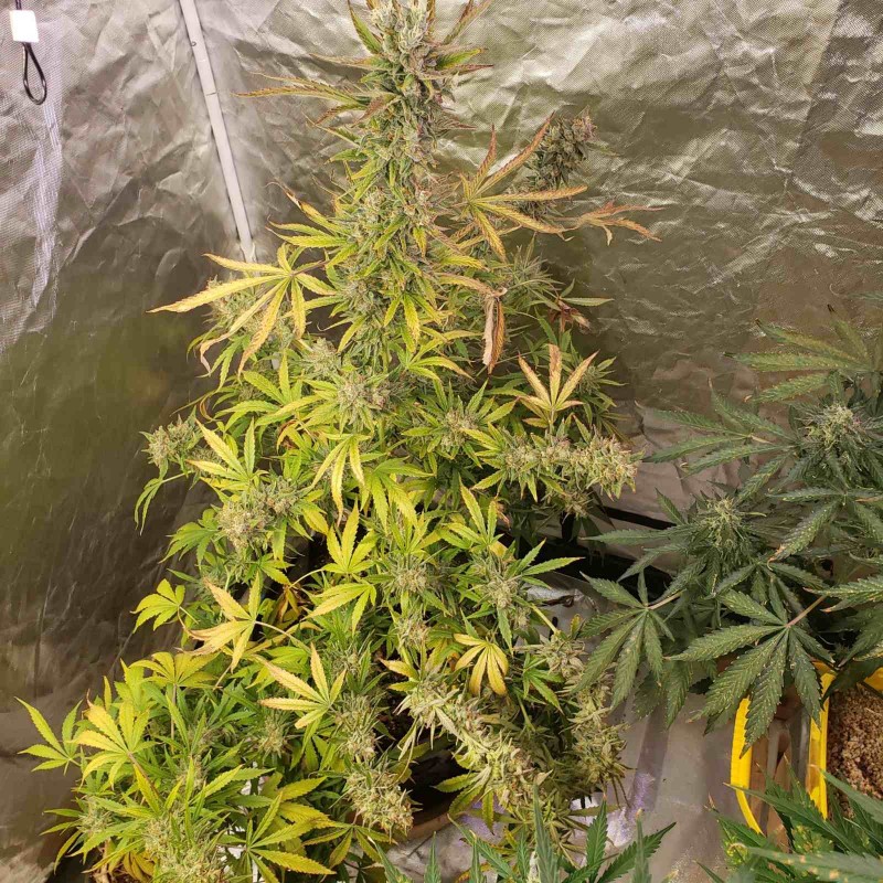 16358127169365383018628353310572