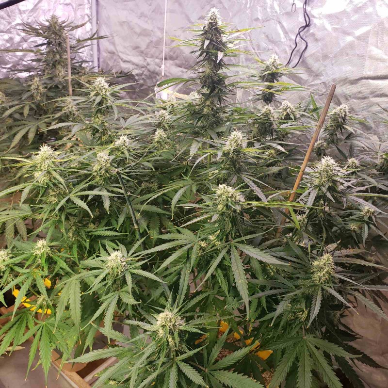 16358129609516684852744287171721