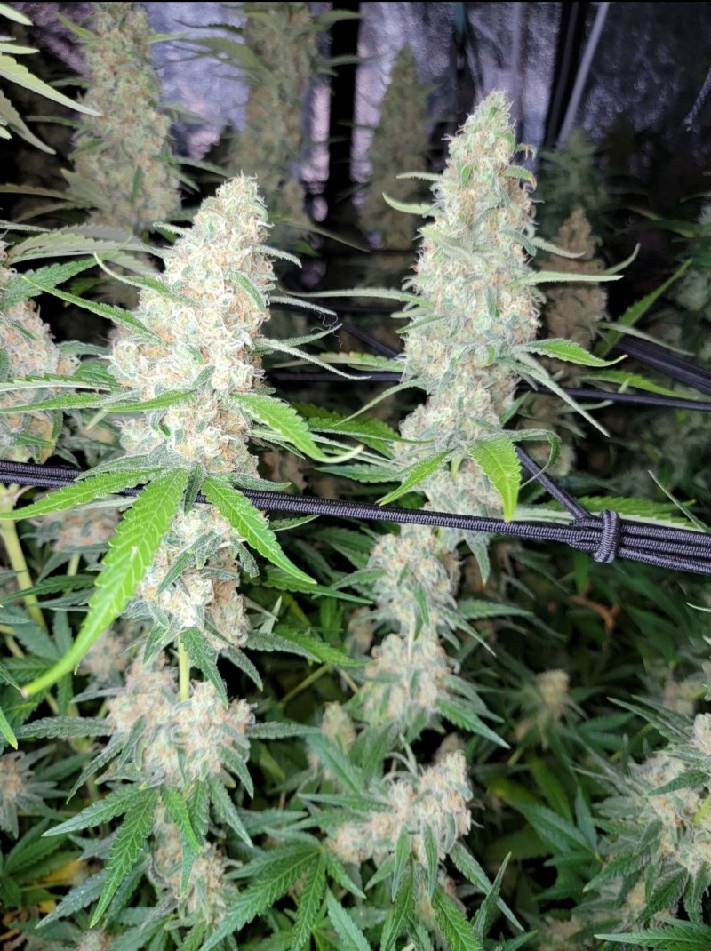 Screenshot_20211101-215241_Photos