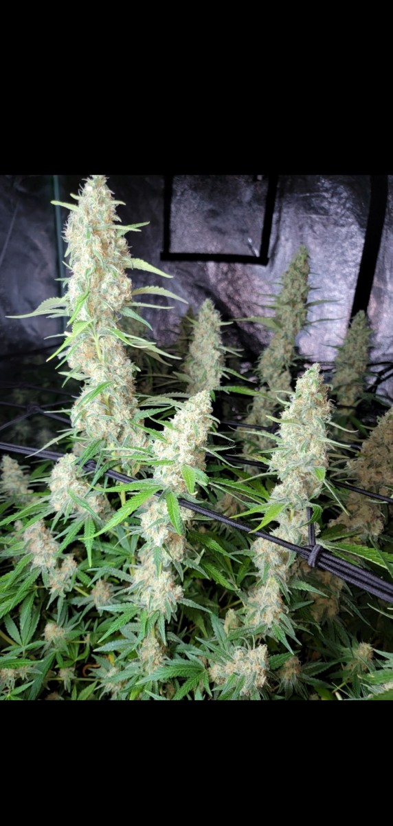 Screenshot_20211101-215303_Photos