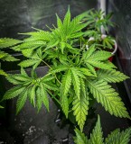 A84674C3-AEAD-43F0-98DA-220C0003D05D