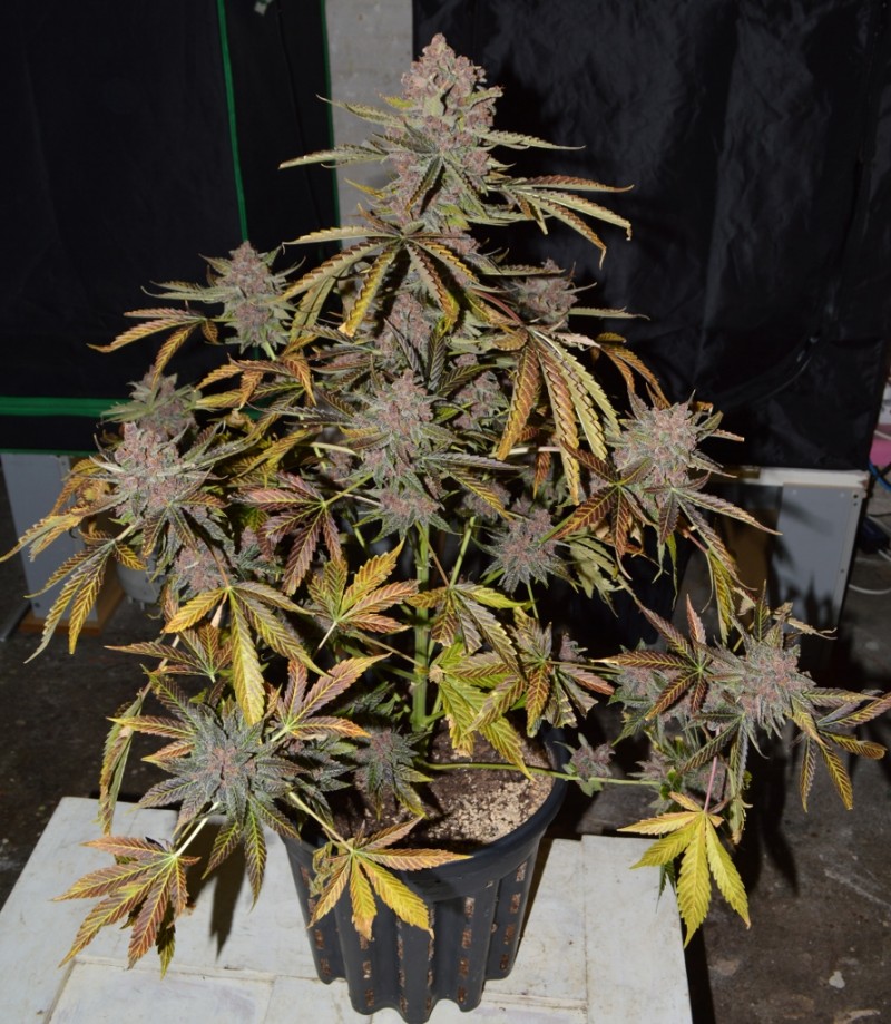 PurpMoonRockz 63 days fl 01.11 (1) (891x1024)