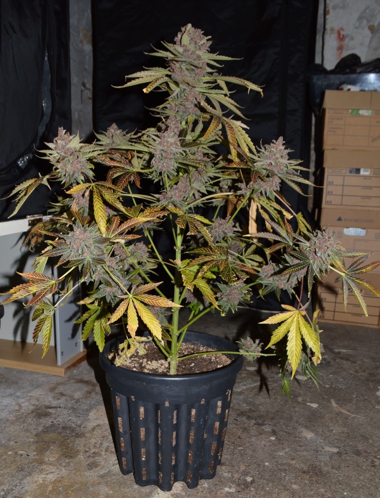 PurpMoonRockz 63 days fl 01.11 (19) (781x1024)