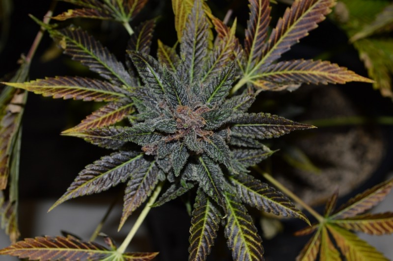 PurpMoonRockz 63 days fl 01.11 (2) (1024x681)