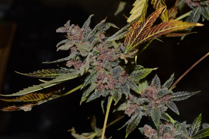 PurpMoonRockz 63 days fl 01.11 (3) (1024x681)