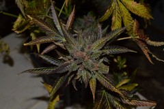 PurpMoonRockz 63 days fl 01.11 (4) (1024x681)