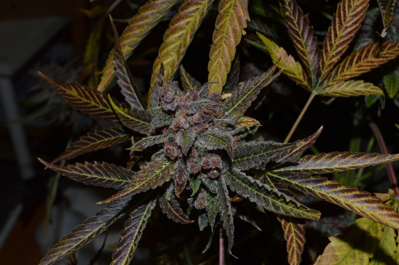 PurpMoonRockz 63 days fl 01.11 (5) (1024x681)