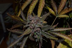 PurpMoonRockz 63 days fl 01.11 (5) (1024x681)