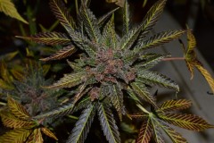 PurpMoonRockz 63 days fl 01.11 (9) (1024x681)