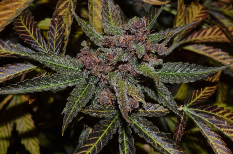 PurpMoonRockz 63 days fl 01.11 (13) (1024x681)