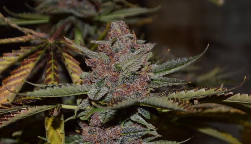 PurpMoonRockz 63 days fl 01.11 (14) (1024x588)