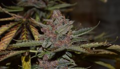 PurpMoonRockz 63 days fl 01.11 (14) (1024x588)