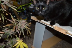 PurpMoonRockz 63 days fl 01.11 (20) (1024x681)