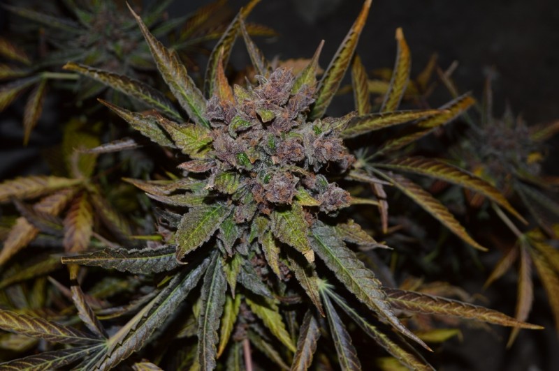 PurpMoonRockz 63 days fl 01.11 (22) (1024x681)