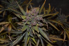 PurpMoonRockz 63 days fl 01.11 (22) (1024x681)