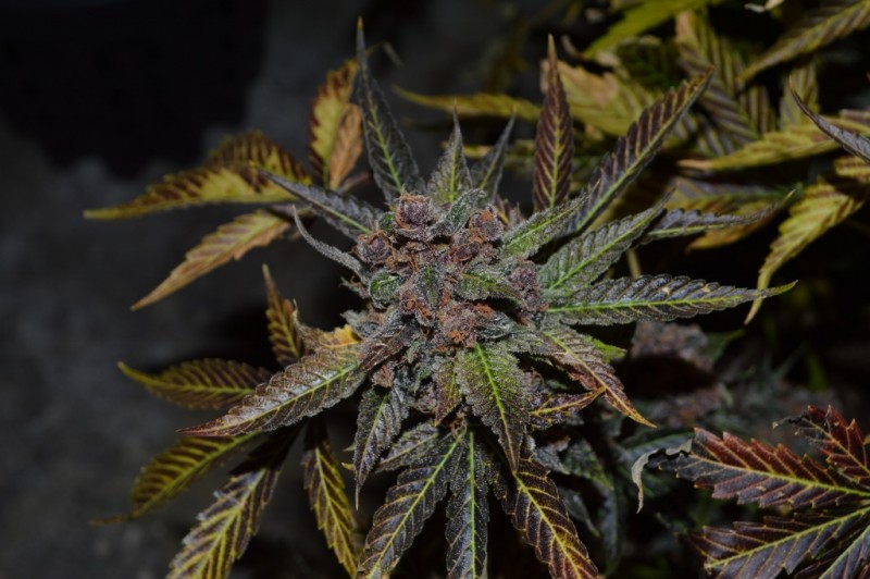 PurpMoonRockz 63 days fl 01.11 (23) (1024x681)