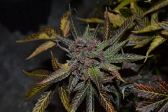 PurpMoonRockz 63 days fl 01.11 (23) (1024x681)