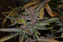 PurpMoonRockz 63 days fl 01.11 (28) (1024x681)