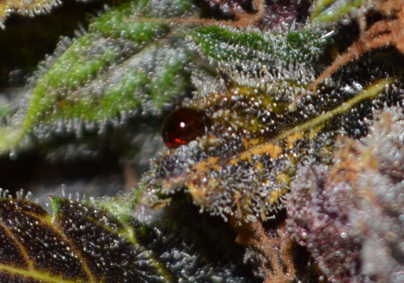 PurpMoonRockz 63 days fl 01.11 (30) - Copy