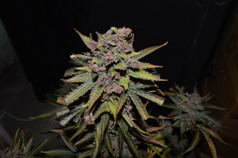 PurpMoonRockz 63 days fl 01.11 (38) (1024x681)