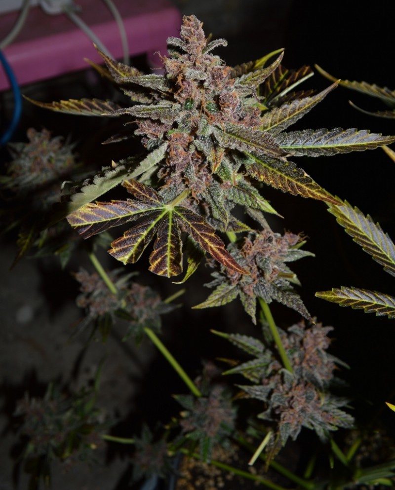 PurpMoonRockz 63 days fl 01.11 (40) (825x1024)