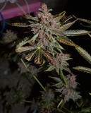 PurpMoonRockz 63 days fl 01.11 (40) (825x1024)