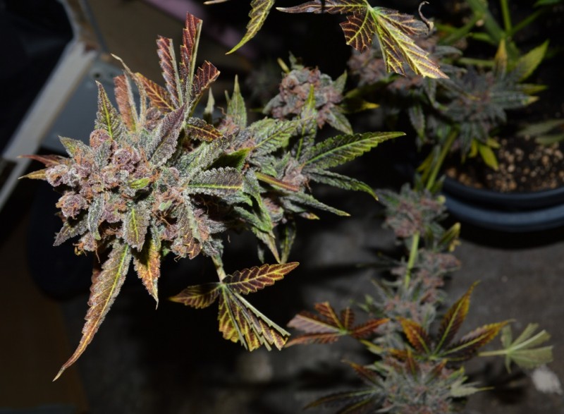 PurpMoonRockz 63 days fl 01.11 (41) (1024x751)