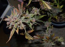 PurpMoonRockz 63 days fl 01.11 (41) (1024x751)