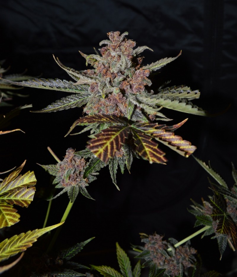 PurpMoonRockz 63 days fl 01.11 (42) (878x1024)