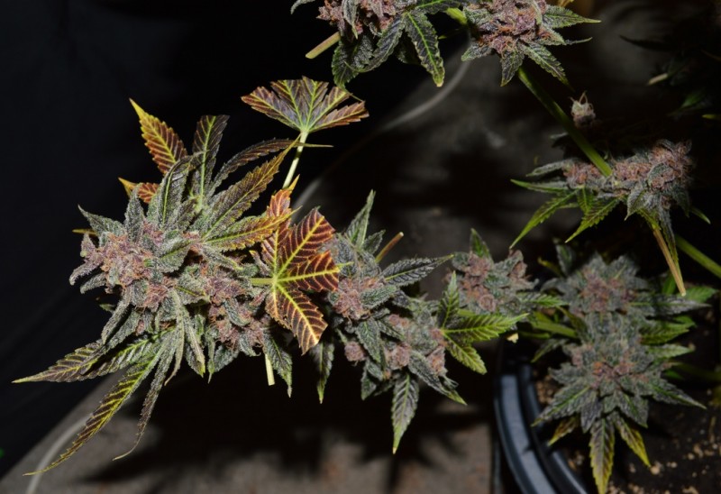 PurpMoonRockz 63 days fl 01.11 (49) (1024x702)