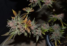 PurpMoonRockz 63 days fl 01.11 (49) (1024x702)