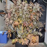 ChocMint OG#1 7-6 before (5)