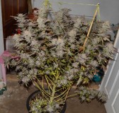 ChocMint OG#1 7,8-6 after (21)