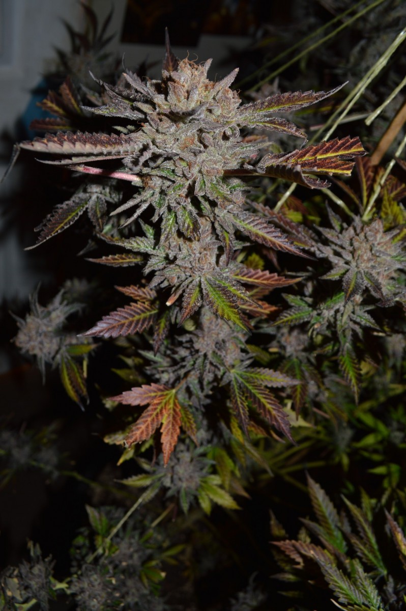 ChocMint OG#1 7,8-6 after (10)