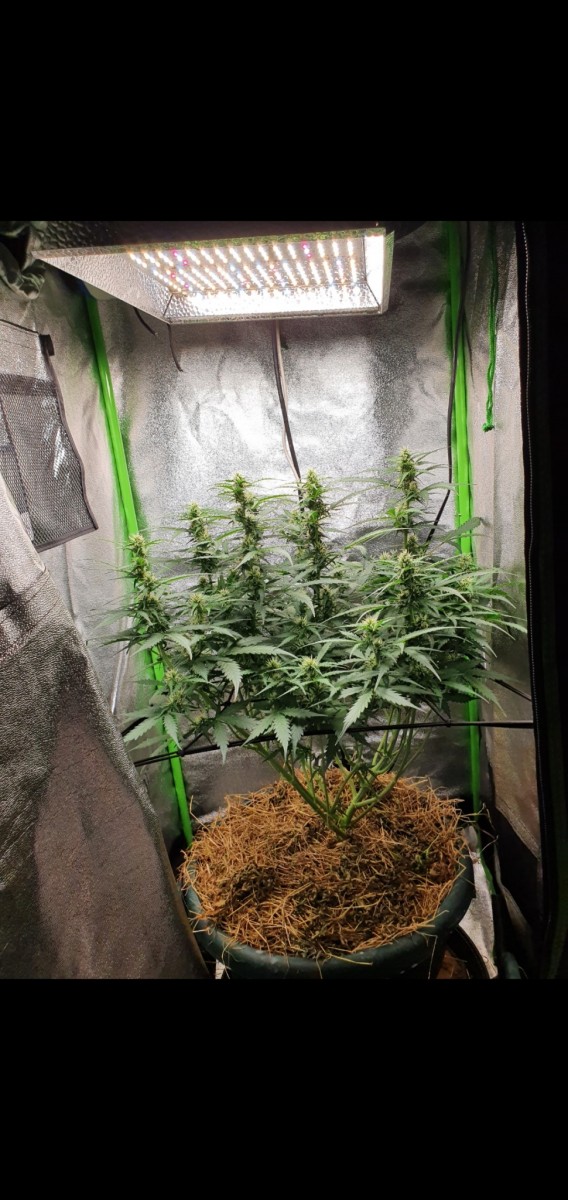 Screenshot_20211104-052310_Gallery