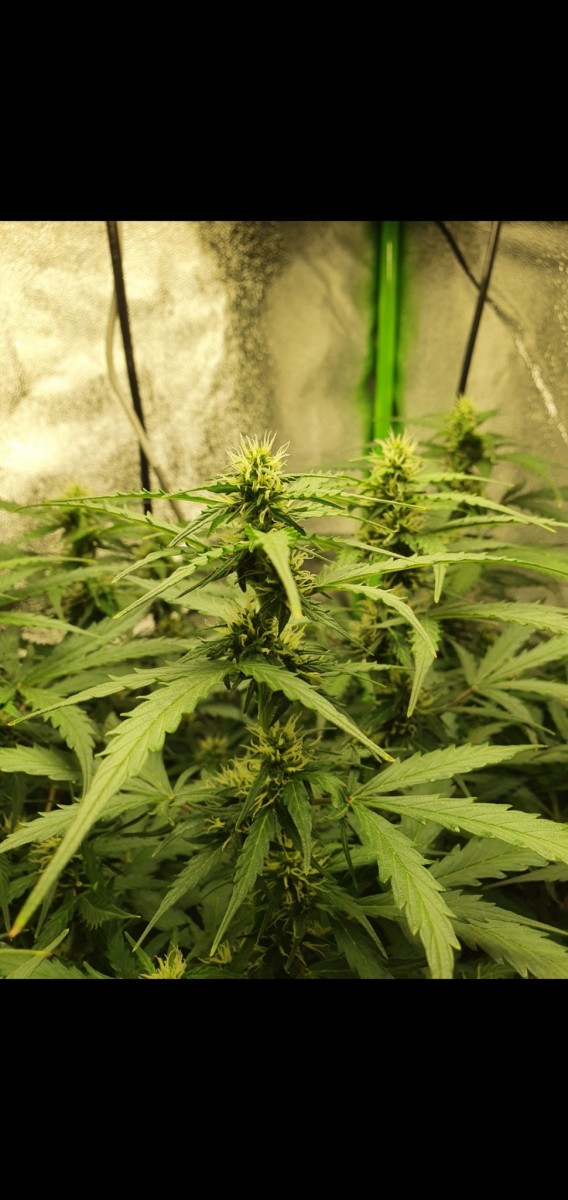 Screenshot_20211104-052305_Gallery