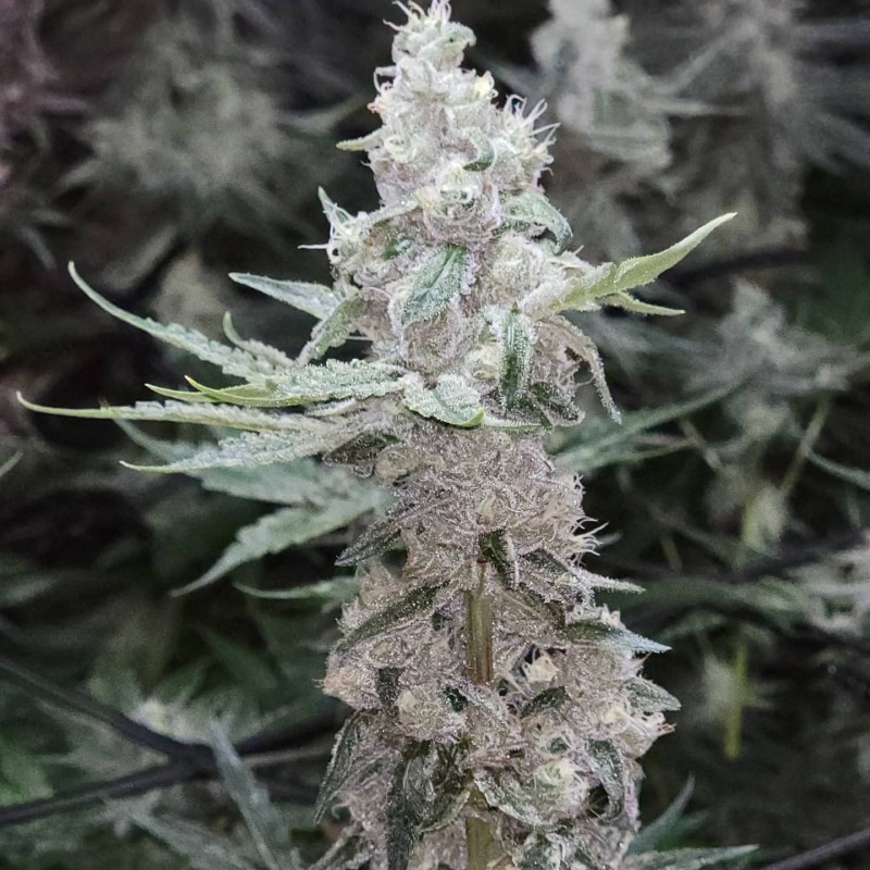 IMG_20211104_133912_907