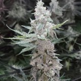 IMG_20211104_133912_907