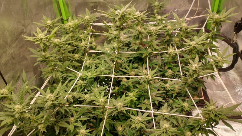 IMG_20211106_094559174_HDR