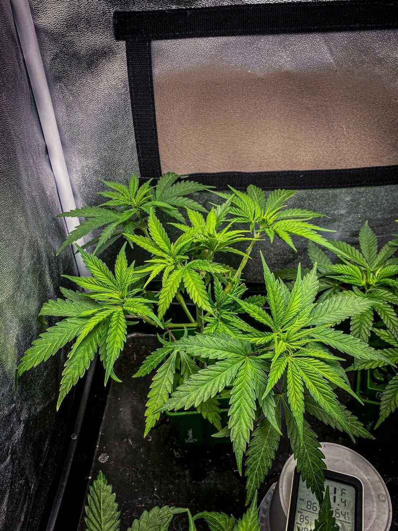 F12D3C58-FD2B-4A48-81B4-1A2D762DE3FF