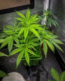 0E909B6E-5ECF-4190-94EB-278274C2DA9F