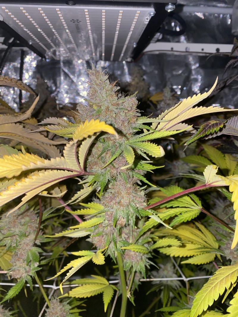 575B1767-82AE-4B63-8C85-C7BCDA9A6739