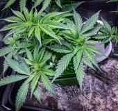 428F0F3D-B306-4DE7-8FD4-802E4B08F42A