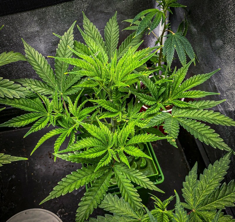 1884FB21-1BFF-4B18-B111-830958525FA8