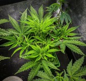 1884FB21-1BFF-4B18-B111-830958525FA8